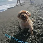Atico Pet Friendly Con Piscina Torre Del Mar